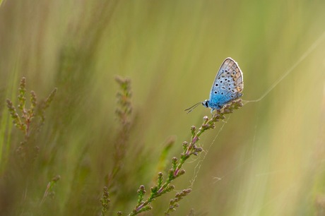 Blauwtje op de heide