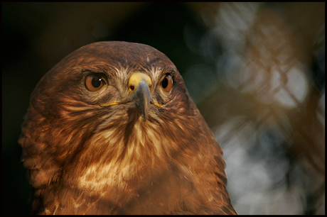 Roofvogel in Best Zoo