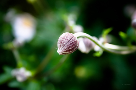 anemoon die nog moet bloeien