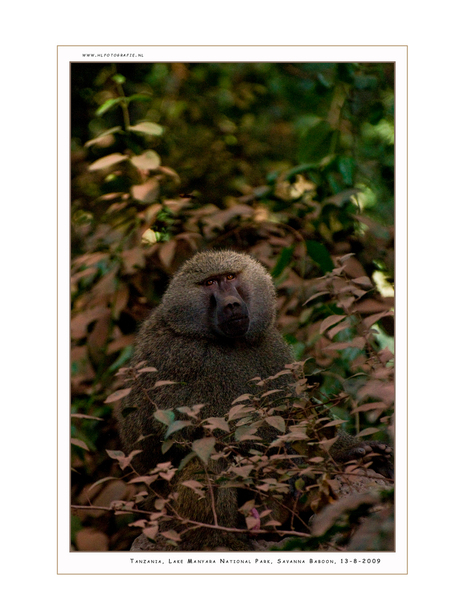 Lake Manyara Baboon