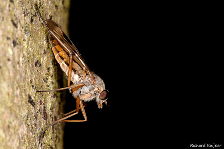 Gewone snipvlieg (Rhagio scolopaceus)