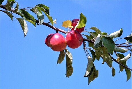 appeltje voor de dorst