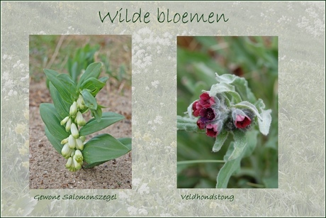 Wilde bloemen 10