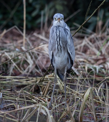 Reiger voor aanzicht