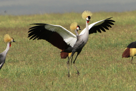 Dancing with crowned cranes
