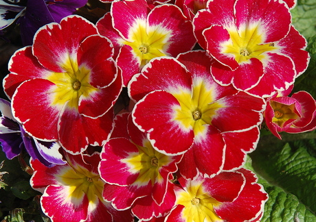 genieten van de kleuren