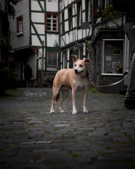 Dog in the streets