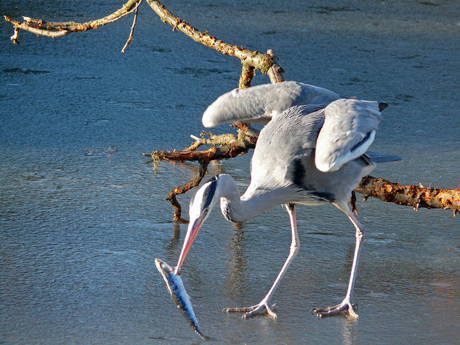 een Reiger