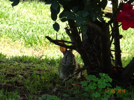 konijn in de tuin