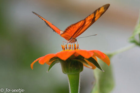 Oranje passiebloem vlinder