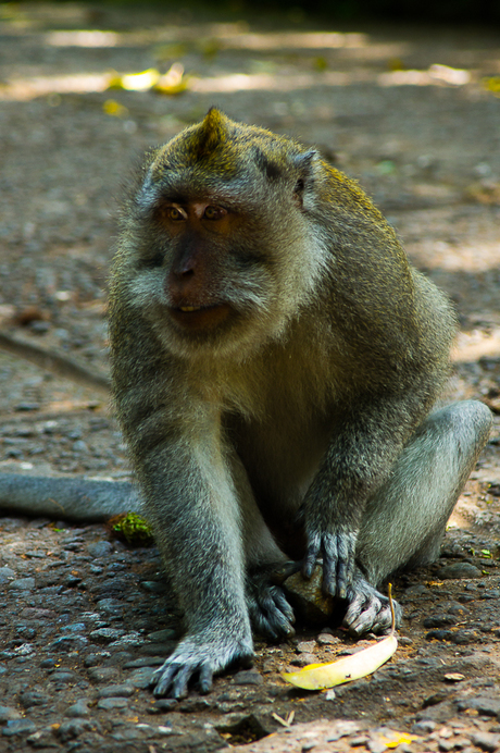 Crab-eating macaque.jpg