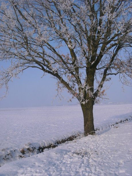 Een boom in de sneeuw.