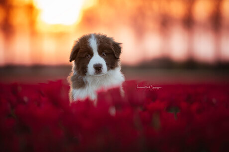 Flaxblossoms Stay with me Lad