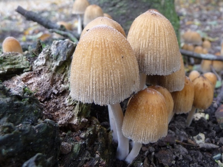 paddestoelen