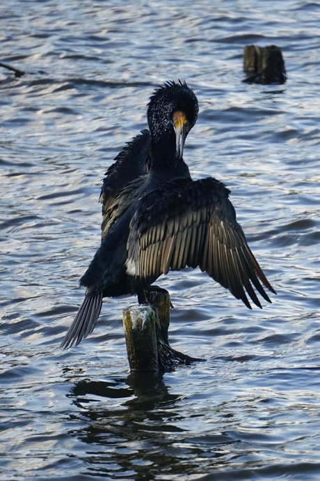 20190213_022437pose aalscholver op paal