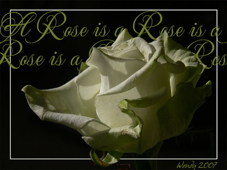 a rose is a rose