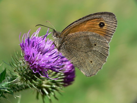 bruin zandoogje