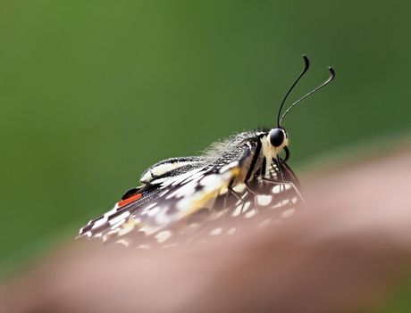 Papilio demoleus, de limoenvlinder, de schrik van limoenplantages