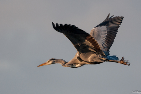 Reiger in de ondergaande zon