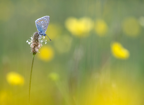 Blue meets yellow