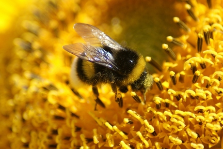 hommel druk bezig