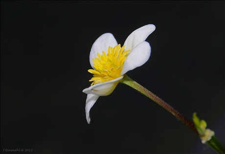 Waterplantje