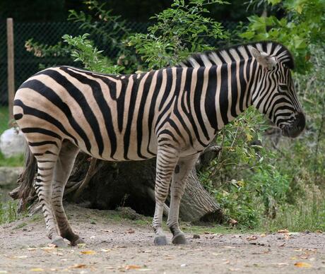 zebra in blijdorp
