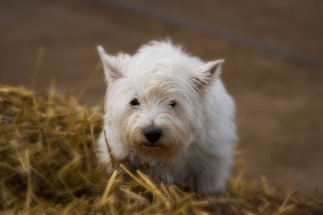 Westie