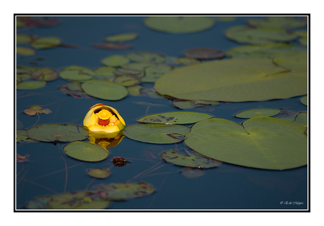 Algonquin Park VII