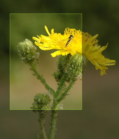 Wat een luizenleven ...