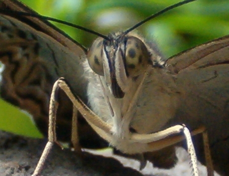 Closeup of a butterfly