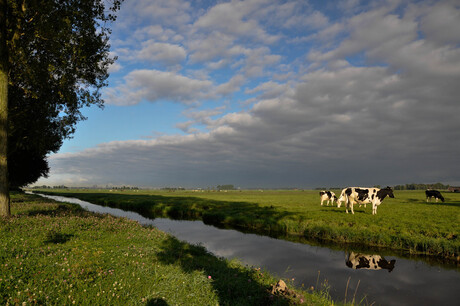 koe in spiegelbeeld