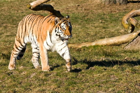 Tijger