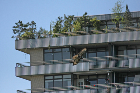 Buizerd (6)