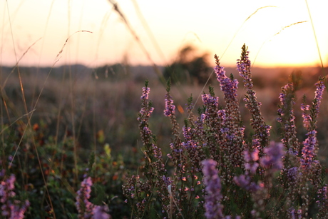 Heide bij zonsondergang