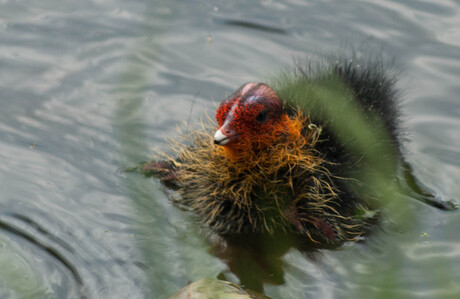 Meerkoet jong