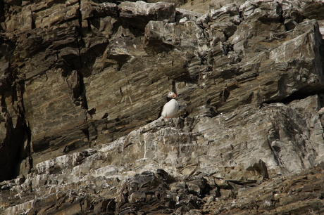 papegaaiduiker, Spitsbergen