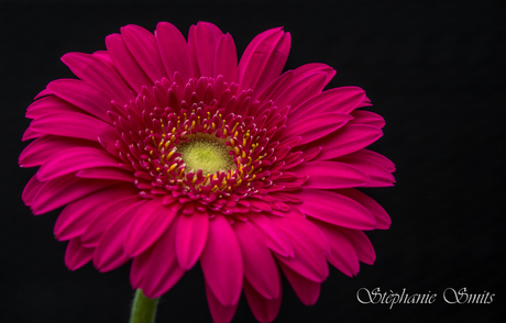 Gerbera