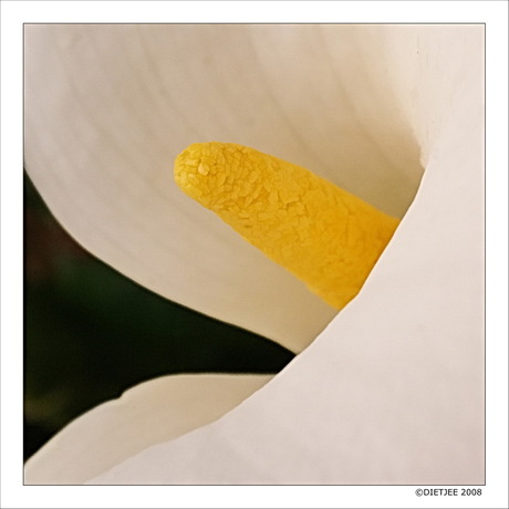 Spiral calla lily
