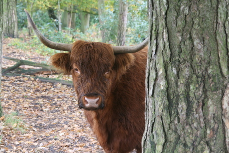 Schotse hooglander nr 2