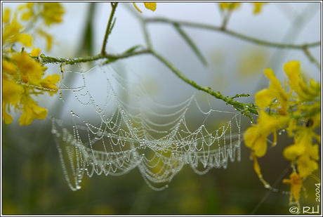 Mistig web