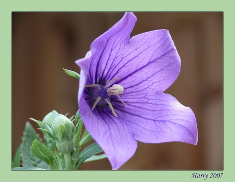 Campanula