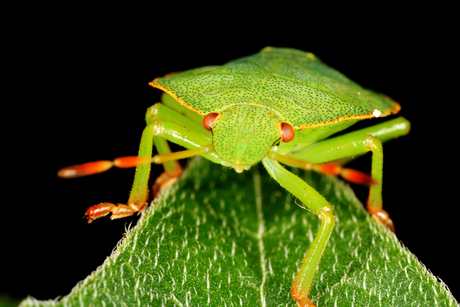 groen insect