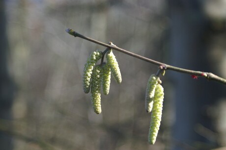 Beginnend voorjaar...