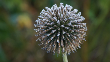 Bevroren distel