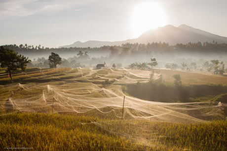 Harvesting Sunshine