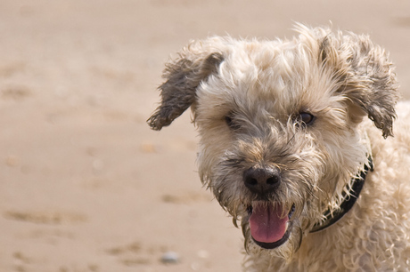 Max op het strand