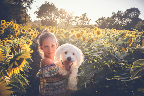 sunflowers