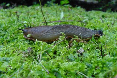 Slak aan de wandel