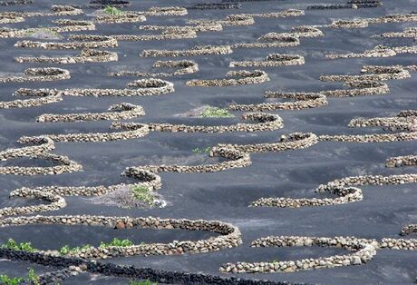 Vineyard on the volcano, Lanzarote